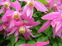 Plamének alpský (Clematis alpina)