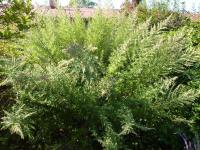 Pelyněk černobýl 'Oriental Limelight' (Artemisia vulgaris)