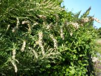 Pelyněk černobýl 'Oriental Limelight' (Artemisia vulgaris)