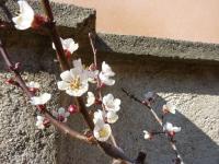 Meruňka obecná (Prunus armeniaca)