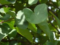 Zmarlika Jidášova (Cercis siliquastrum)