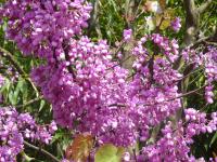 Zmarlika Jidášova (Cercis siliquastrum)