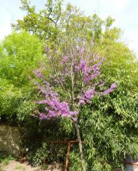 Zmarlika Jidášova (Cercis siliquastrum)