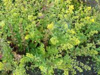 Zlatobýl obecný celík 'Nana' (Solidago virgaurea)