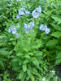 Jirnice modrá (Polemonium caeruleum)