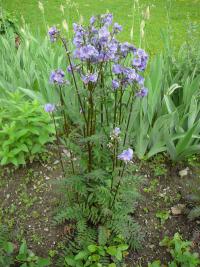 Jirnice modrá (Polemonium caeruleum)