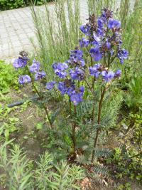 Jirnice modrá (Polemonium caeruleum)