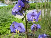 Jirnice modrá (Polemonium caeruleum)