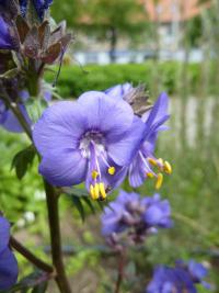 Jirnice modrá (Polemonium caeruleum)