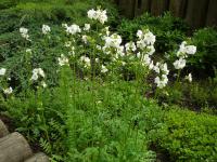 Jirnice modrá (Polemonium caeruleum)