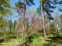 Zmarlika Jidášova (Cercis siliquastrum)