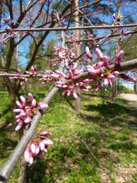 Zmarlika Jidášova (Cercis siliquastrum)