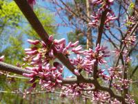 Zmarlika Jidášova (Cercis siliquastrum)
