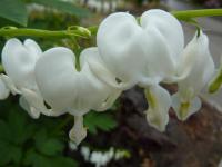 Srdcovka nádherná 'Alba' (Lamprocapnos spectabilis)