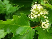 Javor ginnala (Acer ginnala)