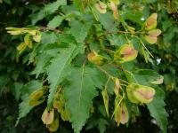 Javor ginnala (Acer ginnala)