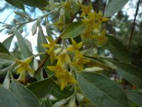 Hlošina úzkolistá