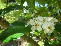 Hloh kožolistý (Crataegus x lavallei)