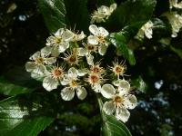 Hloh kožolistý (Crataegus x lavallei)