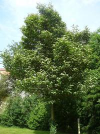 Hloh kožolistý (Crataegus x lavallei)