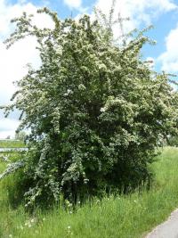 Crataegus laevigata - hloh obecný