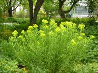 Pryšec bahenní (Euphorbia palustris)