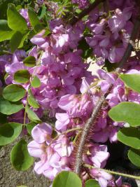 Trnovník srstnatý (Robinia hispida) Trnovník srstnatý (Robinia hispida)