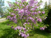 Trnovník srstnatý (Robinia hispida) Trnovník srstnatý (Robinia hispida)