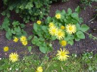Kamzičník rakouský (Doronicum austriacum)
