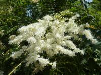 Tavolníkovec jeřábolistý (Sorbaria sorbifolia)