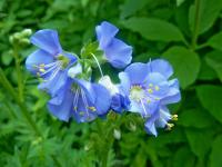 Jirnice modrá (Polemonium caeruleum)