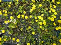 Pryskyřník plazivý 'Gold Coin' (Ranunculus repens)