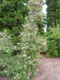 Zimolez ovíjivý 'Belgica' (Lonicera periclymenum)