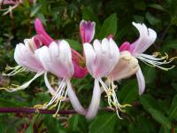 Zimolez ovíjivý 'Belgica' (Lonicera periclymenum)