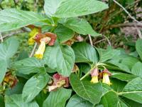 Zimolez zákrovečný (Lonicera involucrata)