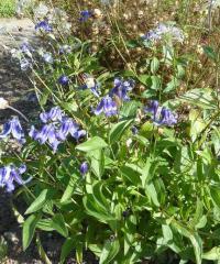 Plamének celolistý (Clematis integrifolia)