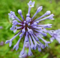 Mařinka východní (Asperula orientalis)