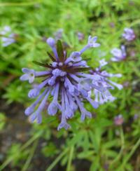 Mařinka východní (Asperula orientalis)