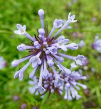 Mařinka východní (Asperula orientalis)