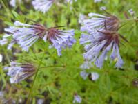 Mařinka východní (Asperula orientalis)