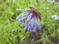 Mařinka východní (Asperula orientalis)