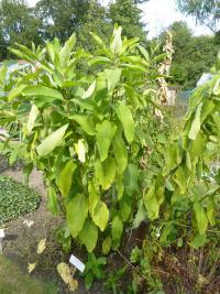 Klejicha hedvábná (Asclepias syriaca)