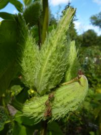 Klejicha hedvábná (Asclepias syriaca)