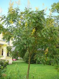 Svitel latnatý (Koelreuteria paniculata) Svitel latnatý (Koelreuteria paniculata)