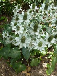 Máčka obrovská (Eryngium giganteum)