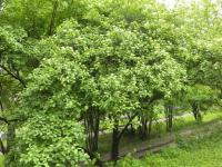 Svída krvavá (Cornus sanguinea)