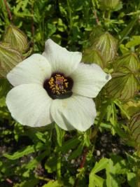 Ibišek trojdílný (Hibiscus trionum)