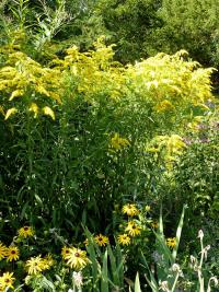 Zlatobýl kanadský (Solidago canadensis) Zlatobýl kanadský (Solidago canadensis)