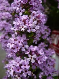 Komule střídavolistá květ (Buddleja alternifolia) Komule střídavolistá květ (Buddleja alternifolia)