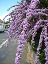 Komule střídavolistá (Buddleja alternifolia) Komule střídavolistá (Buddleja alternifolia)